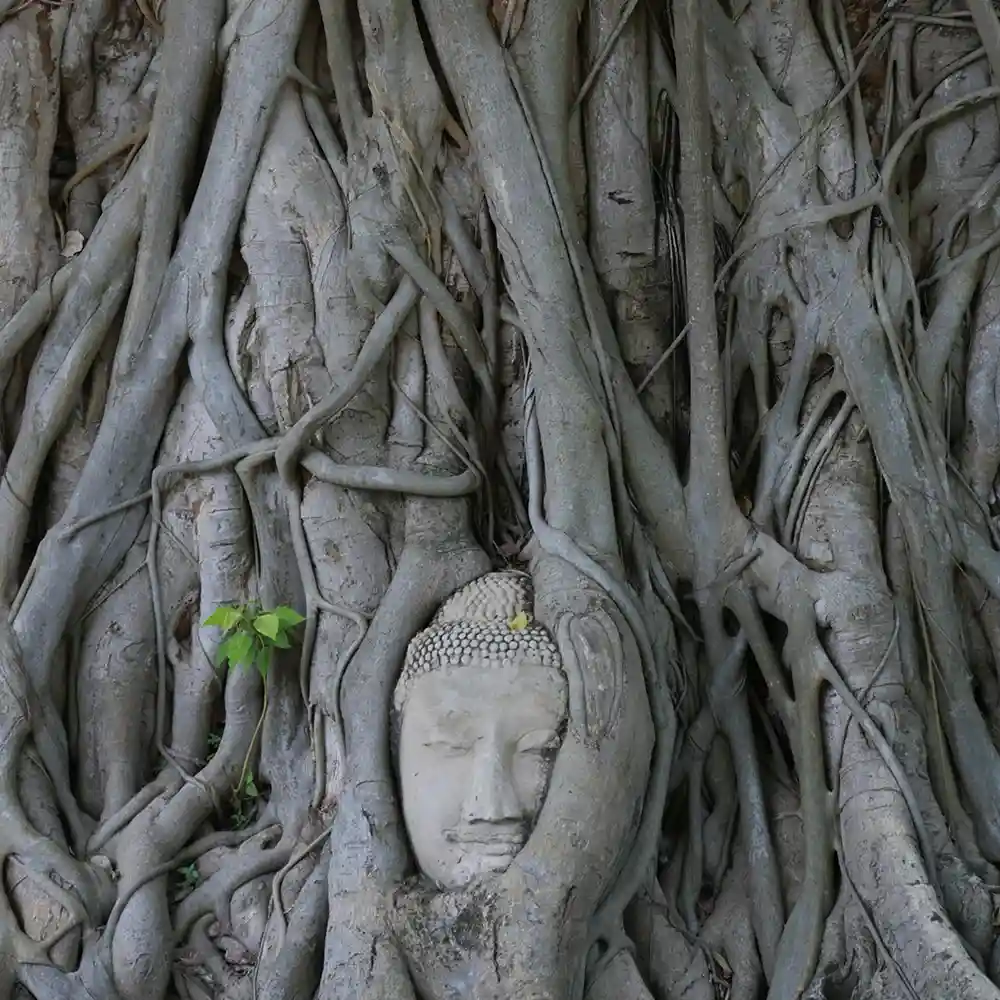 Reisroute Thailand Ayutthaya Banyanboom